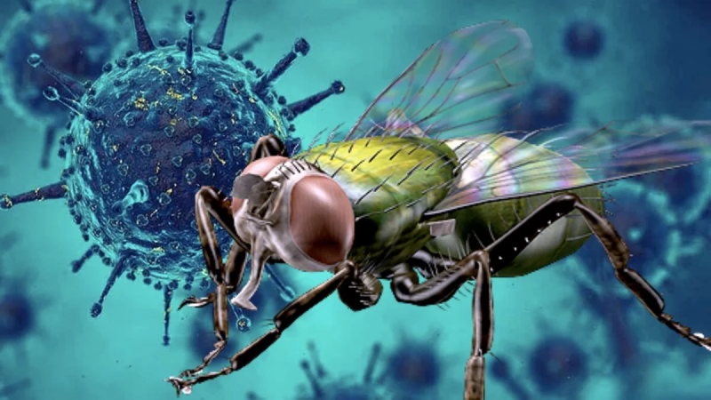Муха - переносчик опасных инфекций