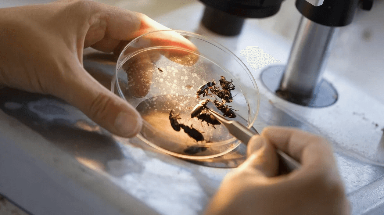 Консультация энтомолога Консультация энтомолога