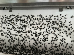 Универсальная клеевая пластина «PCG-200» для промышленных уф-ловушек (Россия)